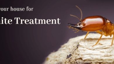 best termite pest control near me