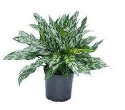 Aglaonema Indoor Plant