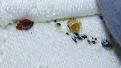 bed bug specialist near me