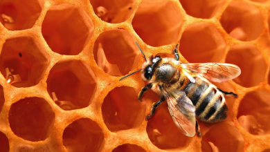 bee exterminators near me