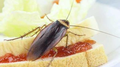 cockroach control Brisbane