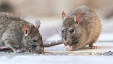 commercial pest control services