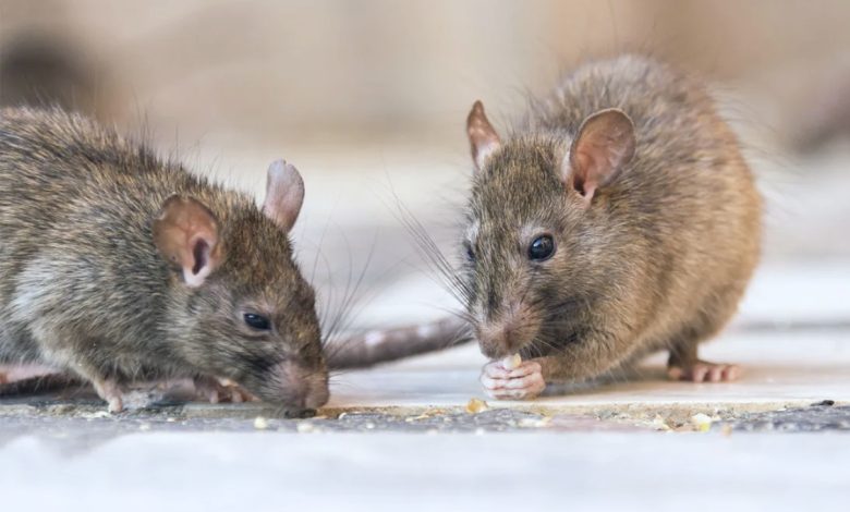commercial pest control services