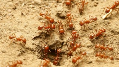 local ants pest control brisbane