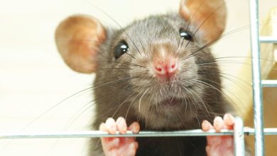 rats pest control near me