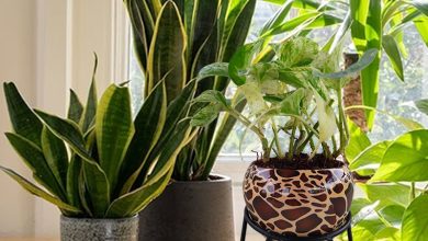 online plant shopping