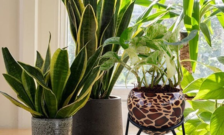 online plant shopping
