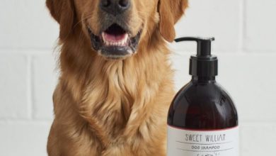 Dogs Shampoo
