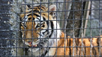 Why animals should not be kept in zoos