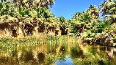 Coachella Valley Preserve