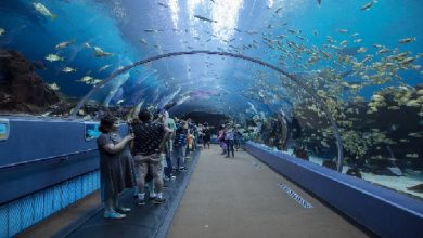 Georgia Aquarium