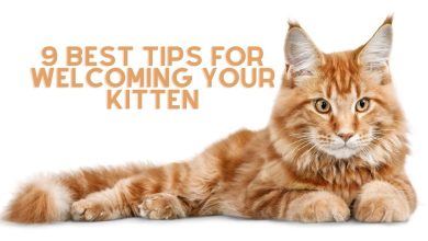 9 Best Tips for Welcoming Your kitten