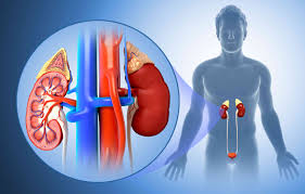 Best Kidney Hospitals in Cairo Egypt