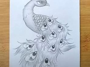 peacock with pencil