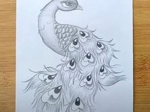peacock with pencil