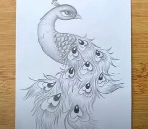 peacock with pencil