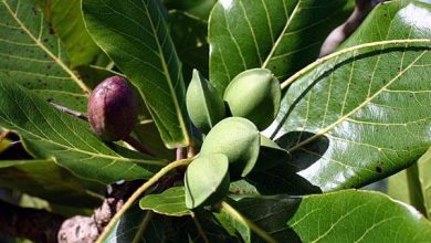 Almonds Farming in India with Complete Information
