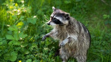 Raccoon Removal and animal control - Are they dangerous?