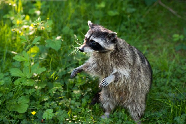 Raccoon Removal and animal control - Are they dangerous?