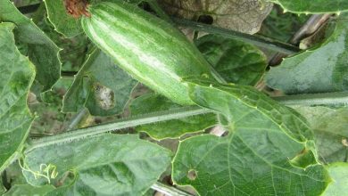 Healthy Parwal Farming in India with Cultivation Process