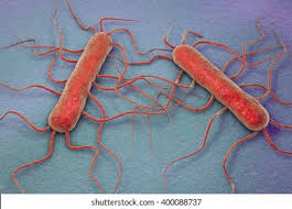 Listeria Analysis