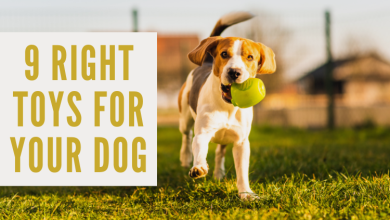 Toys For Your Dog