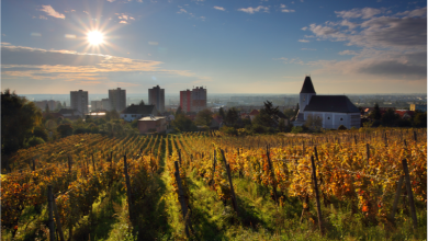 rows of land wines