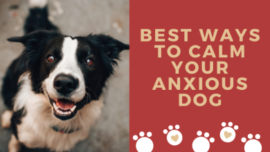 Best Ways To Calm Your Anxious Dog