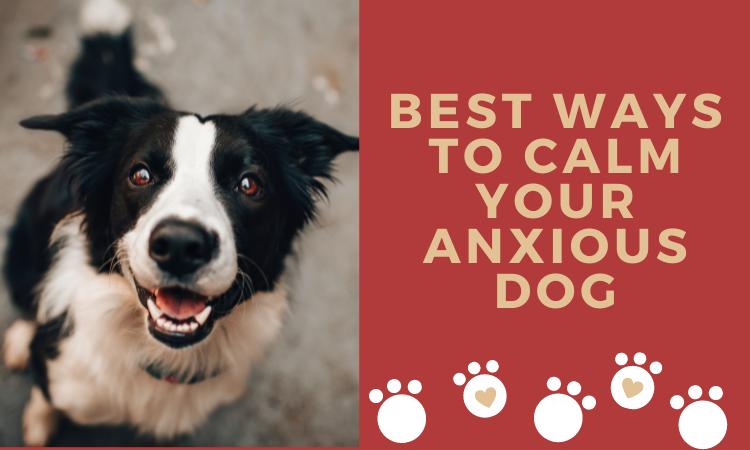 Best Ways To Calm Your Anxious Dog