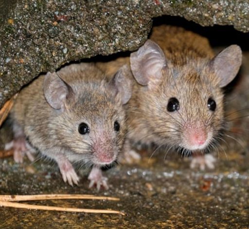 Rat Extermination Toronto