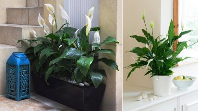 Peace Lily