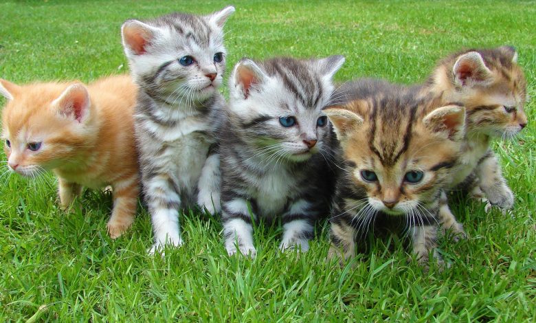 Cat Stuck in a Tree? Here's How to Rescue Your Feline Friend