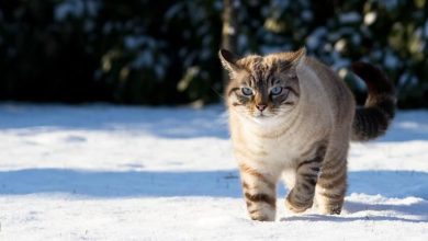 lynx point siamese cat