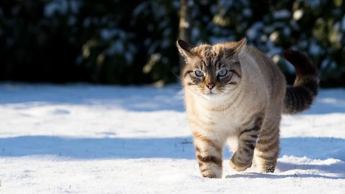 lynx point siamese cat