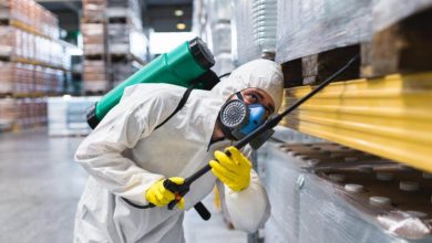 Spraying Insecticide